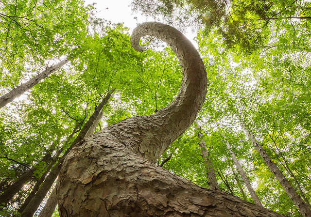 Unique Nature Photo: Crooked Spine Pine