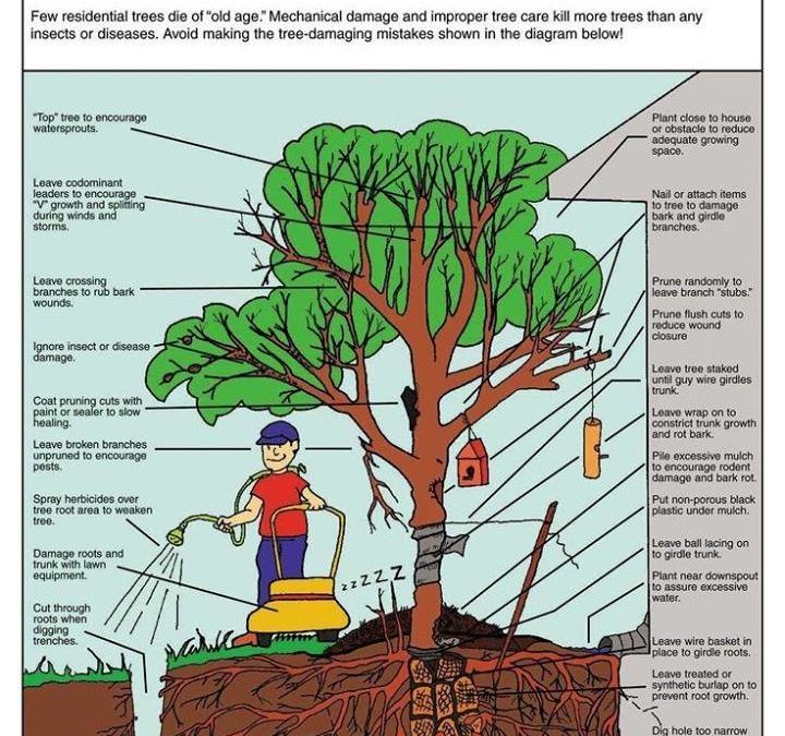 Importance of Tree Care