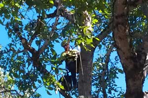 Professional Tree Pruning Services