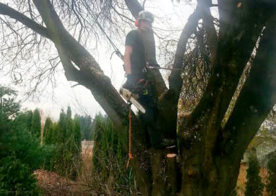 Brandon Pruning a Plum Tree