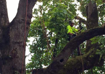 ISA Climbing Competition, Pruning a White Oak Tree