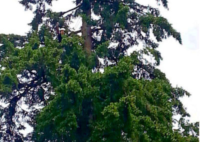 A Fir Tree in Lake Oswego, Cristian Hazard Pruning