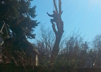 Dead Sycamore Removal, Treewise LLC