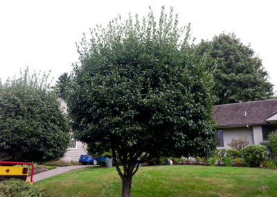 Hawthorne Pruning in Portland Before