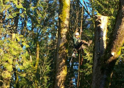 Hazard Pruning Ash Tree in Vancouver