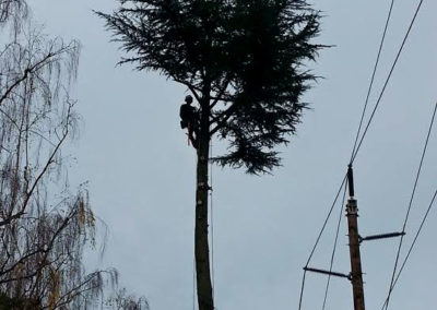 Hazard Tree Cleaning in Canby