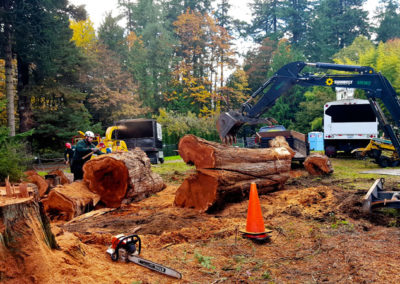 Hazardous Cedar Tree Removal, Jobsite