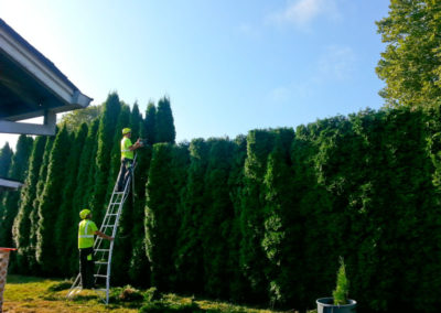 Hedge Pruning in Vancouver