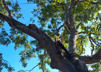 Justin Pruning a Walnut Tree in Aloha