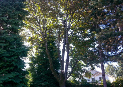 Maple Tree Pruning in Vancouver