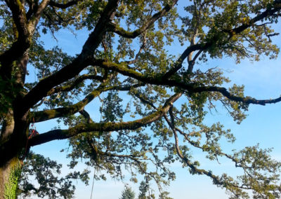 White Oak Pruning in Milwaukie