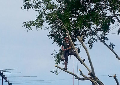 Walnut Removal in the Power Lines
