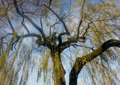 Willow Tree Pruning in Milwaukie