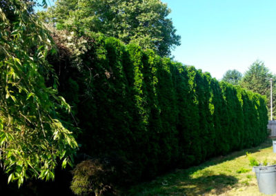 Hedge Pruning, Treewise LLC