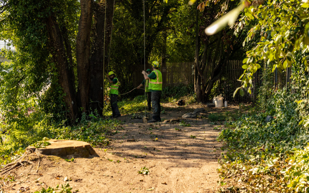 A group of people on a dirt path in a wooded area.
